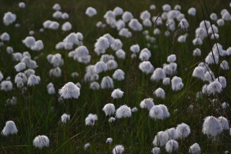 Cotton grass, Alta Canyon, Norway
